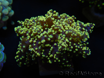 WYSIWYG Euphyllia yaeyamaensis Giallo Ultra (Maricultura acclimatata sotto LED) 10I3