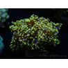 WYSIWYG Euphyllia yaeyamaensis Giallo Ultra (Maricultura acclimatata sotto LED) 10I3