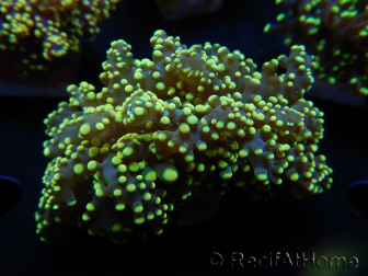 WYSIWYG Euphyllia yaeyamaensis Yellow Ultra (Maricoltura acclimatata sotto LED) 10I6