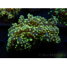 WYSIWYG Euphyllia yaeyamaensis Yellow Ultra (Maricoltura acclimatata sotto LED) 10I6