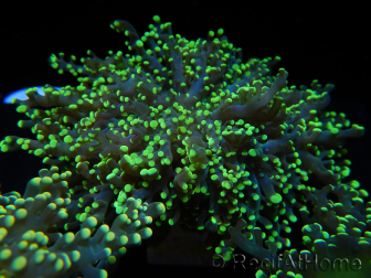 WYSIWYG Euphyllia paradivisa Yellow (Mariculture acclimaté sous LED) 10J1