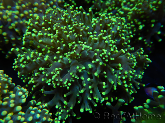 WYSIWYG Euphyllia paradivisa Yellow (Mariculture acclimaté sous LED) 10J2