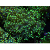 WYSIWYG Euphyllia paradivisa Yellow (Mariculture acclimaté sous LED) 10J2