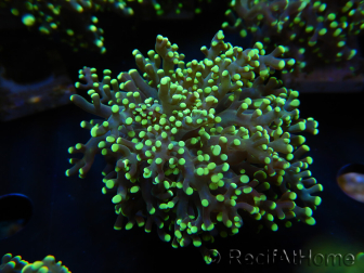 WYSIWYG Euphyllia paradivisa Yellow (Mariculture acclimaté sous LED) 10J3