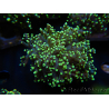 WYSIWYG Euphyllia paradivisa Yellow (Mariculture acclimaté sous LED) 10J3