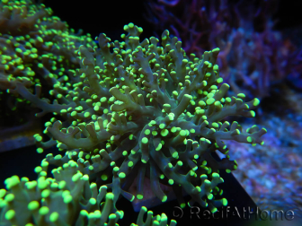 WYSIWYG Euphyllia paradivisa Orange Phantom (Maricoltura acclimatata sotto LED) 10J4