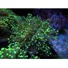 WYSIWYG Euphyllia paradivisa Orange Phantom (Maricoltura acclimatata sotto LED) 10J4