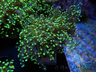 WYSIWYG Euphyllia paradivisa Yellow (Mariculture acclimaté sous LED) 10J5