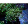 WYSIWYG Euphyllia paradivisa Yellow (Mariculture acclimaté sous LED) 10J5