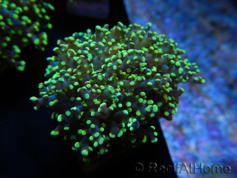 WYSIWYG Euphyllia paradivisa Orange Phantom (Maricoltura acclimatata sotto LED) 10J6