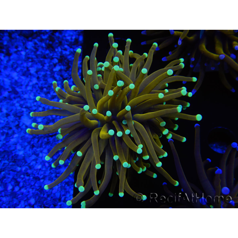 WYSIWYG Euphyllia glabrescens (Maricoltura acclimatata sotto LED) 8A2