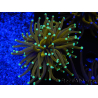 WYSIWYG Euphyllia glabrescens (Maricoltura acclimatata sotto LED) 8A2