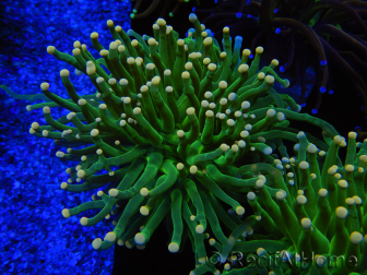 WYSIWYG Euphyllia glabrescens (Mariculture acclimaté sous LED) 8A3