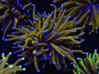 WYSIWYG Euphyllia glabrescens (Maricoltura acclimatata sotto LED) 8A4