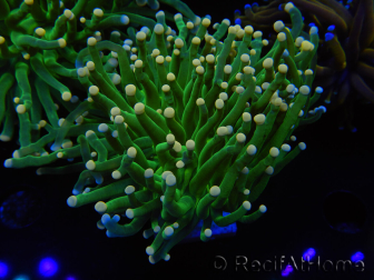 WYSIWYG Euphyllia glabrescens (Maricoltura acclimatata sotto LED) 8A6