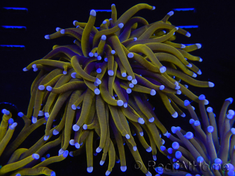 WYSIWYG Euphyllia glabrescens (Maricoltura acclimatata sotto LED) 8A7