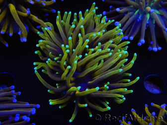 WYSIWYG Euphyllia glabrescens (Maricoltura acclimatata sotto LED) 8B1