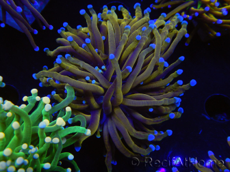 WYSIWYG Euphyllia glabrescens (Maricoltura acclimatata sotto LED) 8B2