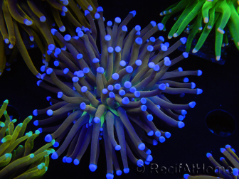 WYSIWYG Euphyllia glabrescens (Mariculture acclimaté sous LED) 8B3