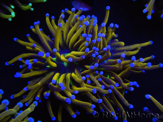 WYSIWYG Euphyllia glabrescens (Mariculture acclimaté sous LED) 8B4