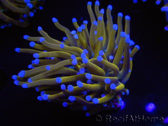 WYSIWYG Euphyllia glabrescens (Mariculture acclimaté sous LED) 8B5