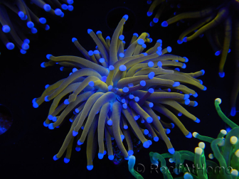 WYSIWYG Euphyllia glabrescens (Maricoltura acclimatata sotto LED) 8B7