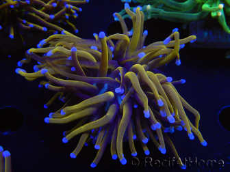 WYSIWYG Euphyllia glabrescens (Mariculture acclimaté sous LED) 8C1