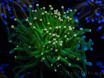 WYSIWYG Euphyllia glabrescens (Mariculture acclimaté sous LED) 8C3