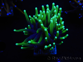 WYSIWYG Euphyllia glabrescens (Maricoltura acclimatata sotto LED) 8C4