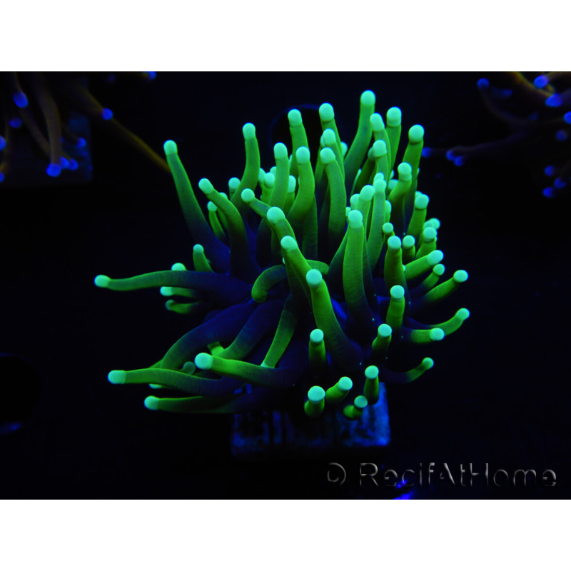 WYSIWYG Euphyllia glabrescens (Maricoltura acclimatata sotto LED) 8C4