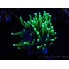 WYSIWYG Euphyllia glabrescens (Maricoltura acclimatata sotto LED) 8C4