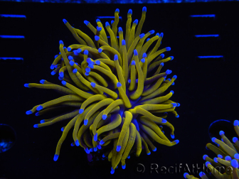 WYSIWYG Euphyllia glabrescens (Acclimated Mariculture under LED) 8C5