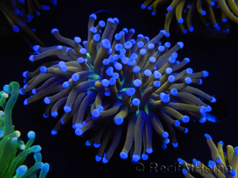 WYSIWYG Euphyllia glabrescens (Mariculture acclimaté sous LED) 8C6