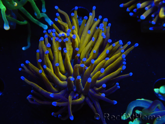 WYSIWYG Euphyllia glabrescens (Mariculture acclimaté sous LED) 8C7