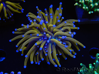 WYSIWYG Euphyllia glabrescens (Mariculture acclimaté sous LED) 8D1