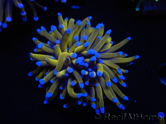 WYSIWYG Euphyllia glabrescens (Mariculture acclimaté sous LED) 8D2