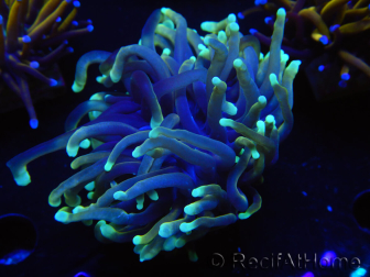 WYSIWYG Euphyllia glabrescens (Mariculture acclimaté sous LED) 8D3