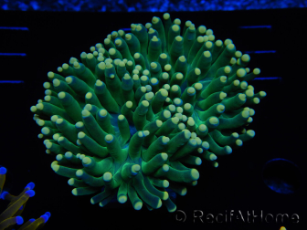 WYSIWYG Euphyllia glabrescens (Mariculture acclimaté sous LED) 8D4