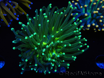 WYSIWYG Euphyllia glabrescens (Mariculture acclimaté sous LED) 8D5