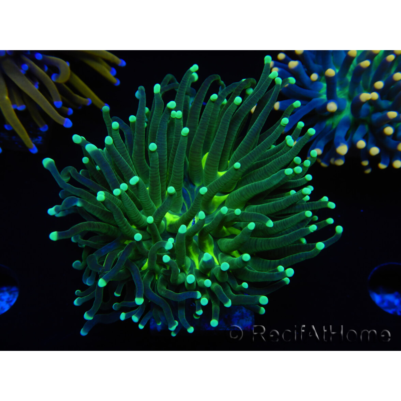 WYSIWYG Euphyllia glabrescens (Maricultura acclimatata sotto LED) 8D5