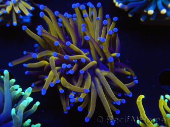 WYSIWYG Euphyllia glabrescens (Mariculture acclimaté sous LED) 8D6