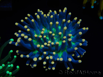 WYSIWYG Euphyllia glabrescens (Mariculture acclimaté sous LED) 8D7