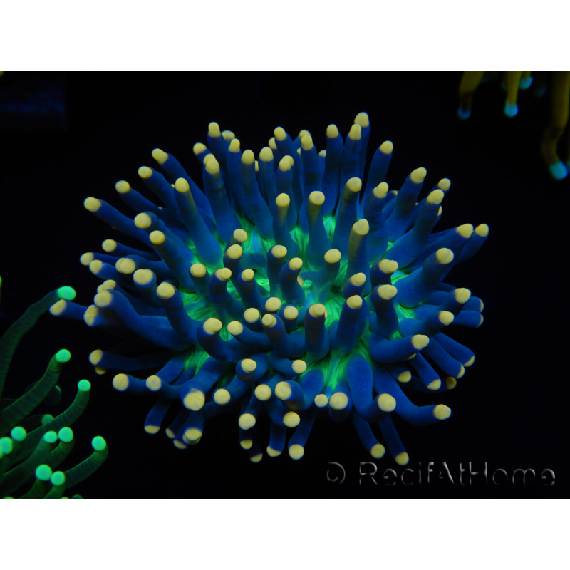 WYSIWYG Euphyllia glabrescens (Maricoltura acclimatata sotto LED) 8D7