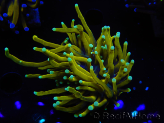 WYSIWYG Euphyllia glabrescens (Mariculture acclimaté sous LED) 8E2