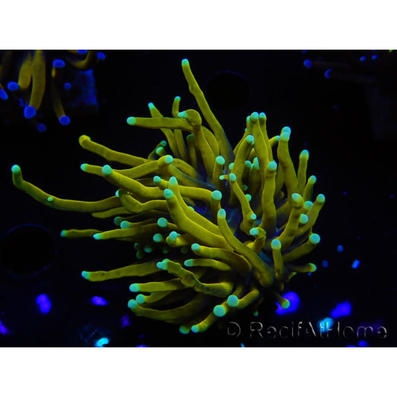 WYSIWYG Euphyllia glabrescens (Maricoltura acclimatata sotto LED) 8E2