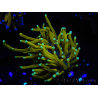 WYSIWYG Euphyllia glabrescens (Maricoltura acclimatata sotto LED) 8E2