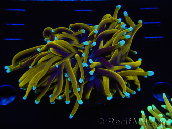 WYSIWYG Euphyllia glabrescens (Mariculture acclimaté sous LED) 8E3