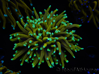 WYSIWYG Euphyllia glabrescens (Maricoltura acclimatata sotto LED) 8E6