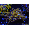 WYSIWYG Euphyllia glabrescens (Maricoltura acclimatata sotto LED) 8E7