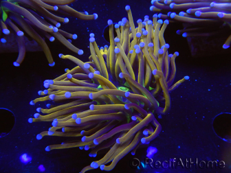 WYSIWYG Euphyllia glabrescens (Mariculture acclimaté sous LED) 8F1